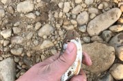 路亚钓鱼无饵料解决方案（掌握技巧，成功钓获佳绩）