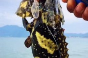 海钓之路亚钓法探究（为何路亚不适合作为钓鱼的主要方法？）