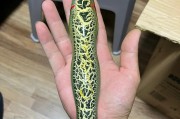 从零开始的钓鱼路亚之旅（钓鱼新手如何逐步成长的经验分享）