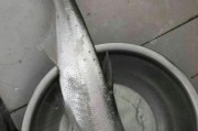 探寻黄浦江大太阳路的钓鱼乐趣（畅游在黄浦江畔，感受大太阳路的钓鱼奇遇）