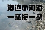 探秘以小河怎样用路亚钓鱼饵料（学习路亚技巧，提高钓鱼效果）