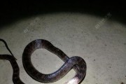以路亚钓鱼钓上蛇好钓吗？（揭秘以路亚钓鱼技巧，解锁蛇类钓鱼乐趣）