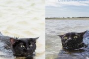 猫咪游泳技巧（宠物猫咪游泳的步骤、技巧和注意事项）