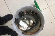 晚上也适合使用路亚钓鱼吗？（探讨在夜晚使用路亚钓鱼的技巧与经验）