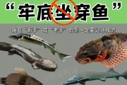 女新手钓鱼的技巧与经验分享（以台钓为主的钓鱼方法与技巧）