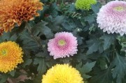 乒乓球菊小苗移栽指南（培育健壮乒乓球菊，从移栽开始）
