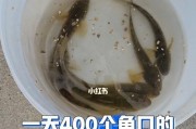 如何通过观察口型技巧识别路亚钓鱼中的鱼口（掌握识别口型的关键技巧，提升路亚钓鱼成功率）