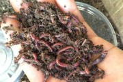 河里打路亚蚯蚓钓鱼的技巧与经验（掌握正确技巧，提高钓鱼效果，尽在本文！）