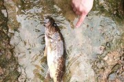 以六鳌可以路亚钓鱼吗？（探究以六鳌在路亚钓鱼中的应用）