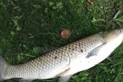 海竿路亚钓鱼钓大草鱼的技巧与心得（以海竿路亚钓鱼为主要工具，掌握钓大草鱼的窍门）