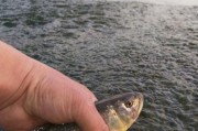 探讨以禁止钓鱼的水库是否适合进行路亚钓技的（以禁止钓鱼的水库的路亚钓技是否可行）