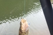 南方水库钓鱼的新选择（探索南方水库钓鱼的全新方式，提升钓友的钓鱼体验）