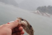 雪天气适合路亚钓鱼吗？（探讨在下雪天气中进行路亚钓鱼的可行性）