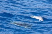 海豚登游泳技巧大全（掌握关键诀窍，轻松游进大海深处）