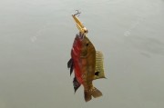 探讨无鱼料路亚钓法的有效性（挑战传统，路亚钓鱼无需鱼料）