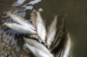探寻路亚江里钓鱼的最佳时间（把握鱼儿活跃期，享受钓鱼的乐趣）