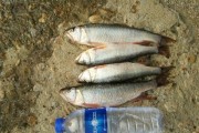 路亚浑河钓鱼技巧（探索浑河钓鱼的秘密武器，让您轻松钓到丰收的渔获）