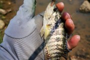 水非常浑浊，也能路亚钓鱼吗？（探寻浑水中的隐藏鱼踪，技巧解析）