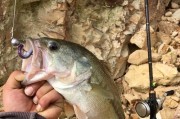 路亚钓鱼的最佳时间选择（优化钓鱼体验的时间窗口及技巧）