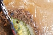 红水河路亚钓鱼的最佳时机（揭秘每年几月去红水河钓鱼的最佳时刻）