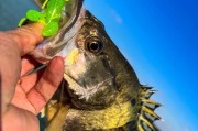河边钓鱼路亚（探讨钓鱼路亚中最适合河边的饵料种类和使用技巧）