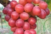 揭秘乒乓球葡萄的成熟时间（乒乓球葡萄的种植与收获周期解析）