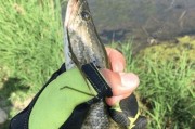 老家钓鱼之路亚技巧（探索传统钓鱼方式的新变革，路亚在老家的应用与心得分享）