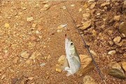 大野湖路亚钓鱼的技巧与经验（探秘大野湖路亚钓鱼的魅力与乐趣）