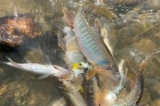 溪流路亚钓鱼之纵纹鱲的捕获技巧（提高纵纹鱲钓鱼成功率的关键技巧与心得）