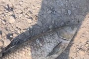 富顺白岩坨路亚钓鱼悲剧（热爱钓鱼的他，却因淹水而失去生命）