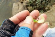 探究以路亚竿挂饵料钓鱼的效果（通过科学实验和钓鱼经验，了解以路亚竿挂饵料钓鱼的技巧和效果）