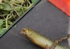 以泥鳅路亚饵钓鱼的技巧与心得（探寻泥鳅路亚饵的神奇效果，提高钓鱼成功率）