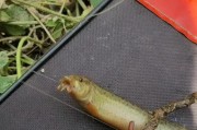 以泥鳅路亚饵钓鱼的技巧与心得（探寻泥鳅路亚饵的神奇效果，提高钓鱼成功率）