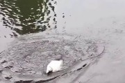 赤壁陆水湖路亚钓鱼攻略（挑战极限，感受钓鱼乐趣！）