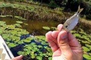 脑洞大开，路亚钓鱼幽默调皮话大赏（调皮搞笑的钓鱼奇谈，忍不住笑出声！）