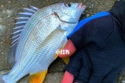 海沙蚕路亚饵（追逐海中美味，海沙蚕助你一臂之力）