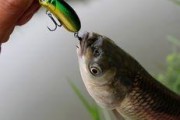 探究路亚钓鱼中使用的优质饵料（选择最适合的饵料提升路亚钓鱼的效果）