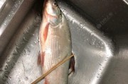 夜钓路亚起雾好钓鱼的秘密揭秘（揭开夜钓路亚起雾钓鱼的技巧和策略，提高钓鱼的成功率）