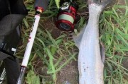 路亚钓鱼钓翘嘴技巧大揭秘（掌握钓翘嘴技术，让你的路亚钓鱼更加高效）