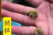 提升路亚钓鱼饵料效果的关键技巧（掌握合适的钓鱼饵料拉法，让路亚钓鱼更好玩）