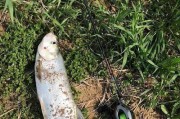海湾钓鱼之路亚技巧解析（轻松掌握路亚钓鱼，享受海湾捕鱼乐趣）